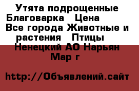 Утята подрощенные Благоварка › Цена ­ 100 - Все города Животные и растения » Птицы   . Ненецкий АО,Нарьян-Мар г.
